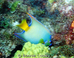 Queen Angelfish at Isla Mujeres.  Photo taken this May wi... by Bonnie Conley 